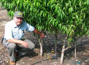                            High Density Planting