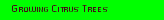 Growing Citrus Trees
