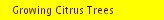 Growing Citrus Trees